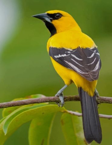 Yellow Oriole Bird Paint By Numbers