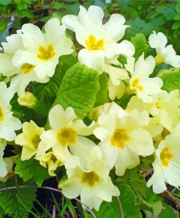Yellow Primrose Flowers Paint By Numbers