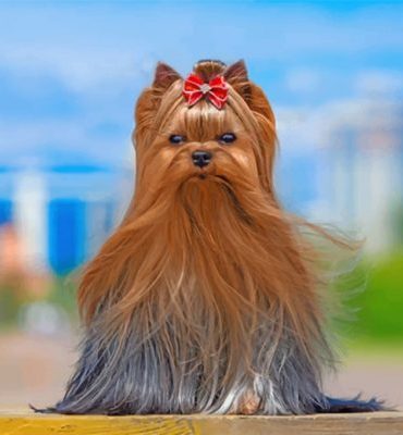 Yorkshire Terrier Dog Paint By Numbers