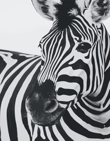 Zebra Safari Wildlife Paint By Numbers