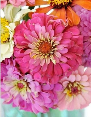 Zinnia Pink Blossom Paint By Numbers