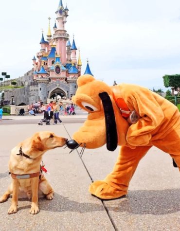 A Dog and Pluto Paint By Numbers