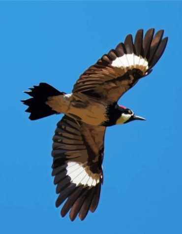 Acorn Woodpecker Bird Paint By Numbers