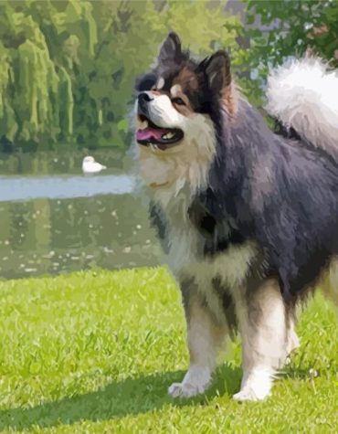 Charming Finnish Lapphund Puppies Paint By Numbers