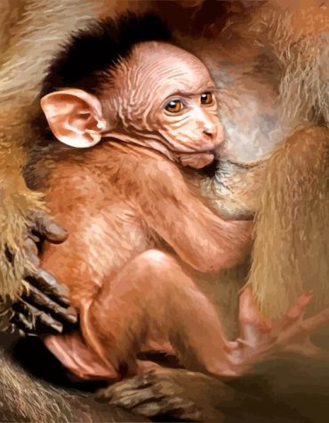 Cute Monkey Macaque Paint By Numbers