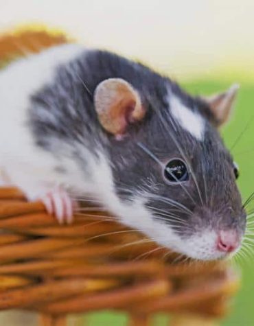 Adorable Hamster Animal Paint By Numbers