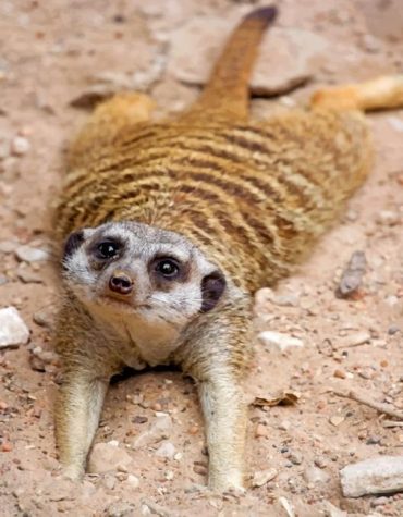 Meerkat Wildlife Paint By Numbers