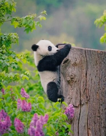 Adorable Cute Panda Paint By Numbers