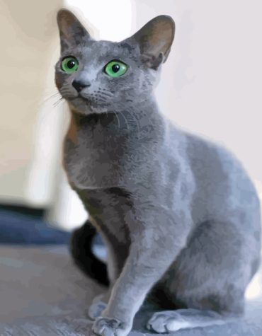 Russian Blue Cat Paint By Numbers