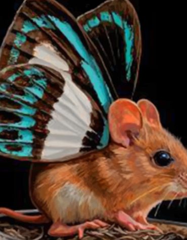 Fantasy Butterfly Mouse Paint By Numbers
