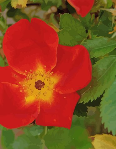 Austrian Briar Flowers Paint By Numbers