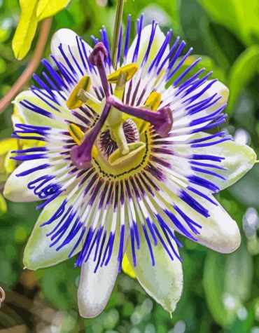 Blue Passion Flowers Paint By Numbers