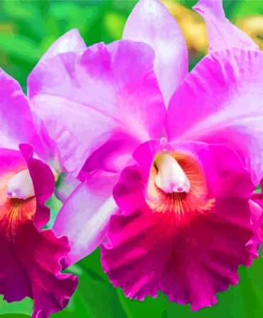 Aesthetic Cattleya Paint By Numbers
