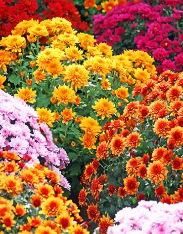 Aesthetic Chrysanthemums Floral Paint By Numbers