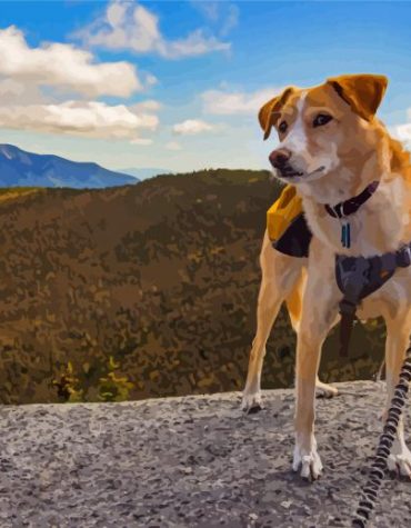 Dog Hiking Adventure Paint By Numbers