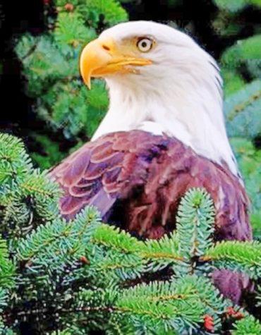 Aesthetic Bald Eagle Paint By Numbers