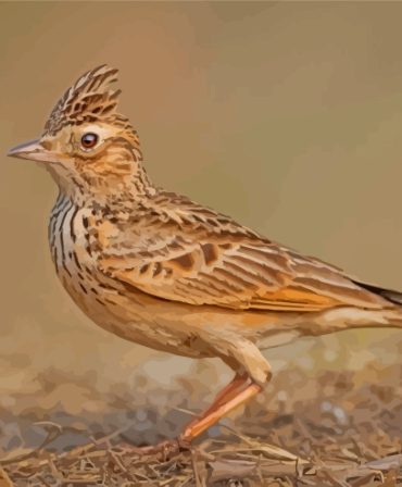 Aesthetic Eurasian Skylark Paint By Numbers
