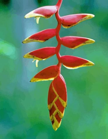 Heliconia Delight Paint By Numbers
