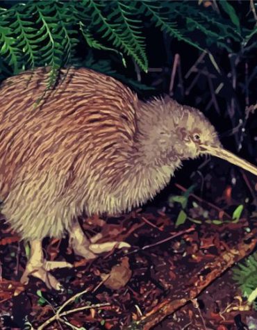 Aesthetic Kiwi Bird Paint By Numbers