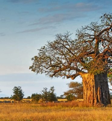 Aesthetic Baobab Tree Landscape Paint By Numbers