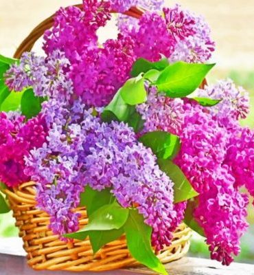 Aesthetic Lilac Blooms Paint By Numbers