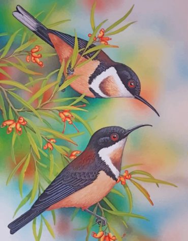 Hummingbird Wildlife Paint By Numbers