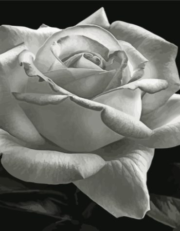 Aesthetic Monochrome Rose Paint By Numbers