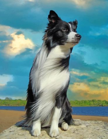 Aesthetic Border Collie Pets Paint By Numbers