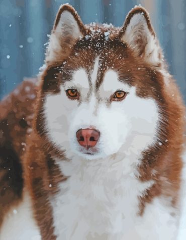 Brown Husky in Snow Scene Paint By Numbers