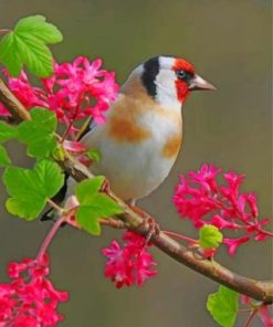 Goldfinch Bird Painting Kit Paint By Numbers