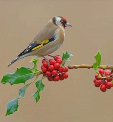 Goldfinch Bird Paint By Numbers