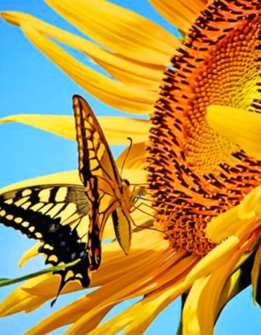 Aesthetic Butterfly and Flower Paint By Numbers