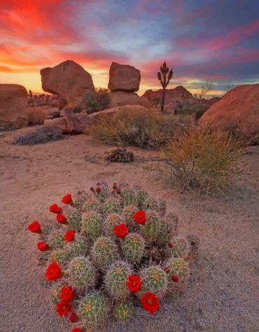 Sunset Cactus Plants Paint By Numbers