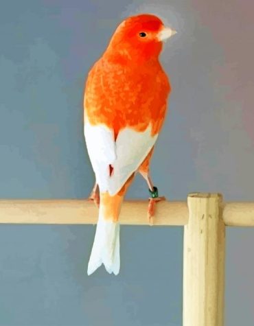 Aesthetic Canary Paint By Numbers