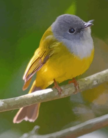 Aesthetic Canary Bird Paint By Numbers