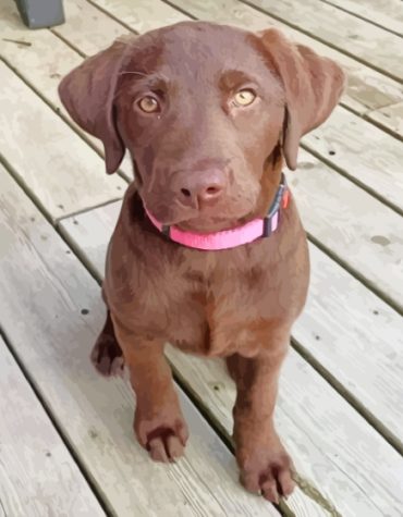 Aesthetic Chocolate Lab Puppies Paint By Numbers