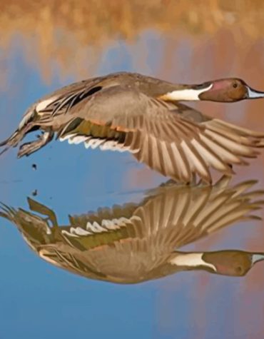 Aesthetic Waterfowl in Motion Paint By Numbers
