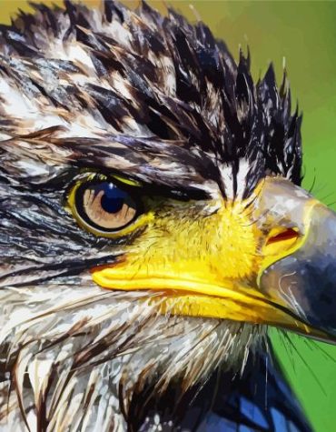 Aesthetic Eagle Paint By Numbers