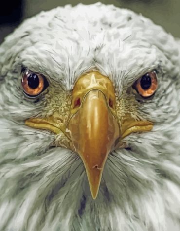 Aesthetic Eagle Focus Paint By Numbers