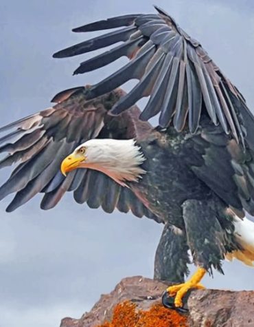 Aesthetic Bald Eagle Paint By Numbers