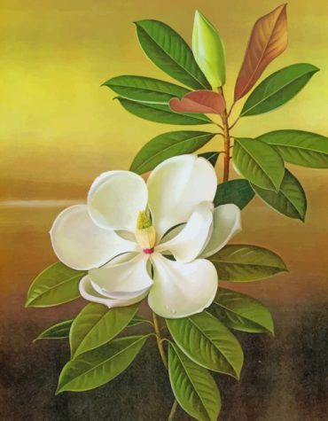 White Magnolia Flowers Paint By Numbers