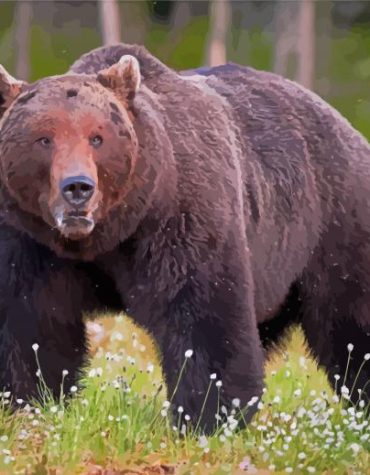 Grizzly Wildlife Paint By Numbers