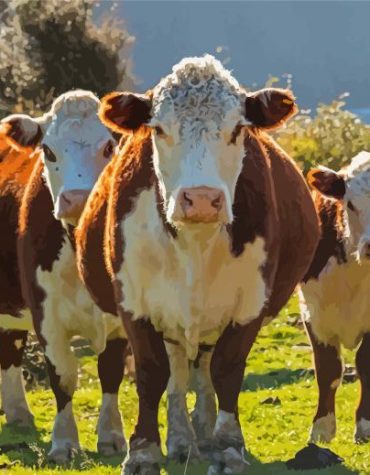 Aesthetic Hereford Cattle Paint By Numbers
