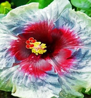 Aesthetic Hibiscus Plants Paint By Numbers