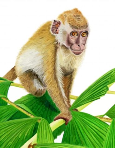 Aesthetic Monkey Art Paint By Numbers