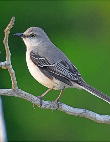 Mockingbird Wildlife Beauty Paint By Numbers