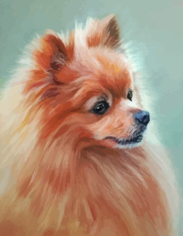 Aesthetic Pomeranian Pet Paint By Numbers
