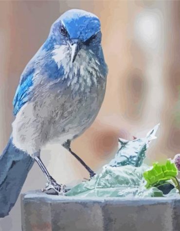Colorful Scrub Jay Paint By Numbers