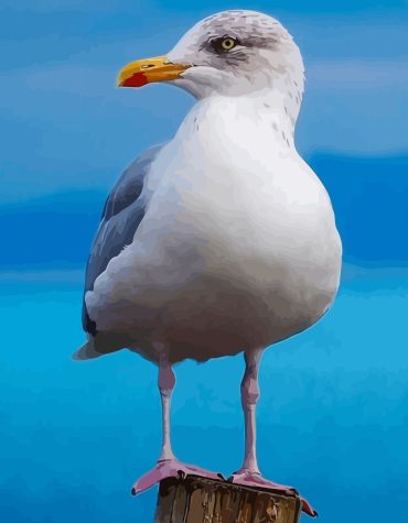 Seagull Coastal Scene Paint By Numbers