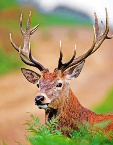 Aesthetic Deer Paint By Numbers